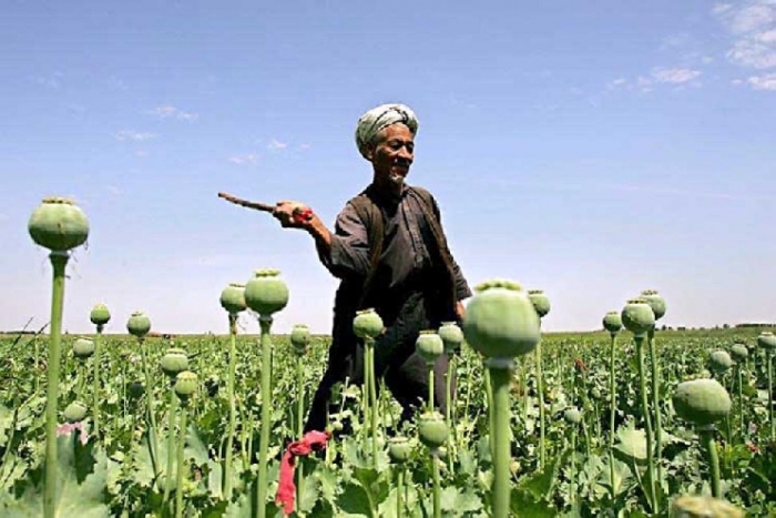 Opiumhøsting i et valmuefelt i Afghanistan  