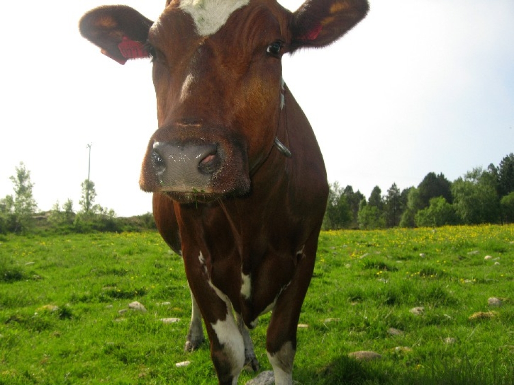 Hvem er taperne i jordbrukspolitikken?															Foto: Friheten/PKS